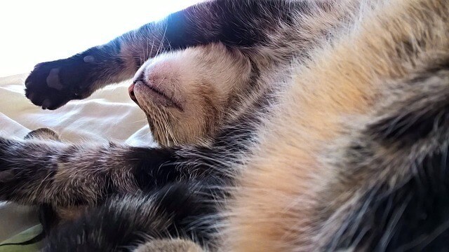 Our beds are the most comfy place for cats to sleep next to us