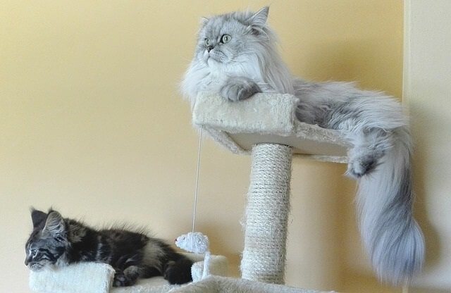 Provide Plenty of Other Scratching Areas for Your Cat to Keep Off Your Box Spring