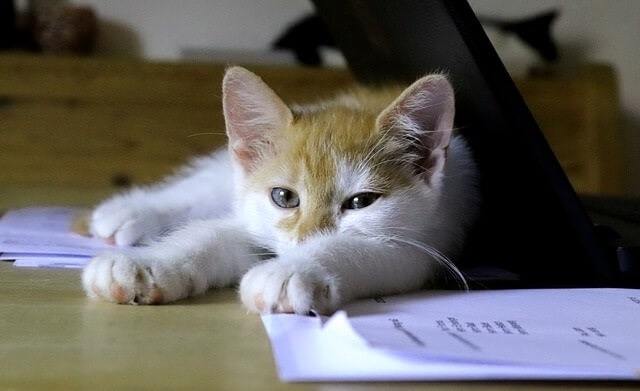 Why Do Cats like to Shred and Eat Paper
