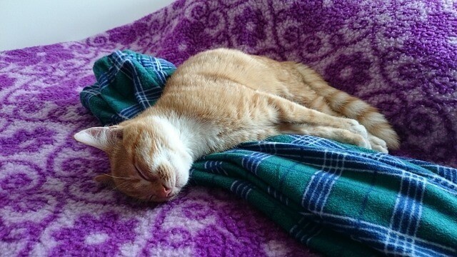 Why do cats sleep on clean laundry