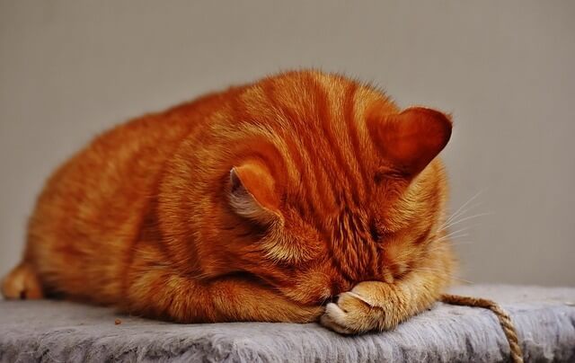 Why does my cat hide his face when sleeping