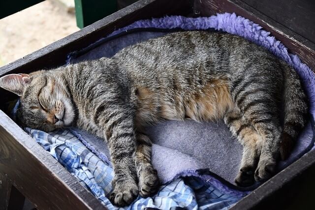 why does my cat lay on my dirty clothes