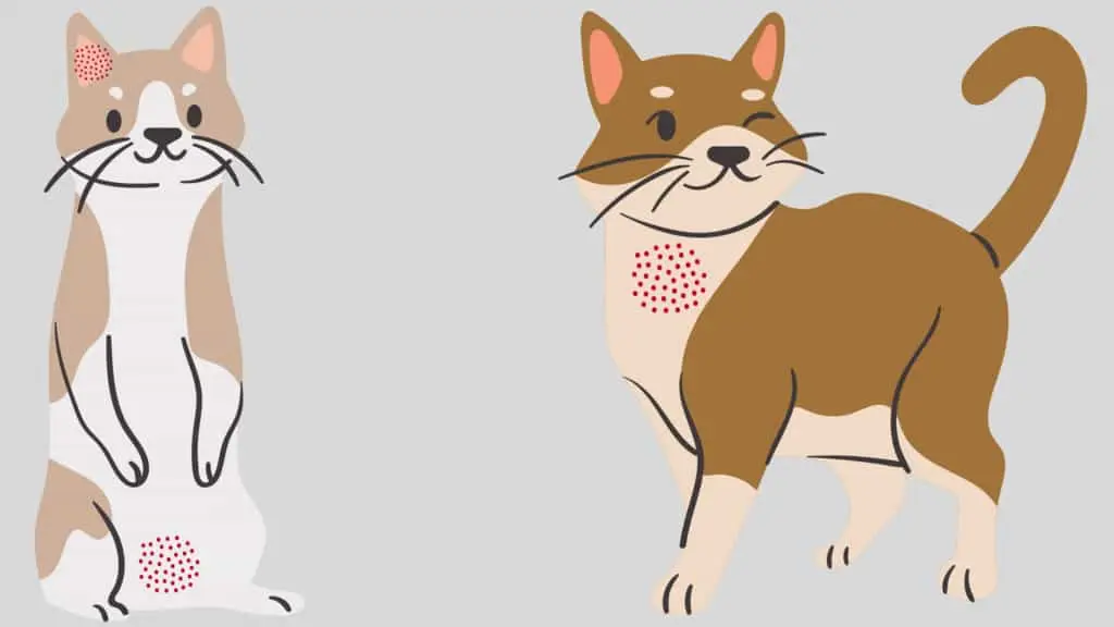 acute moist dermatitis on cats