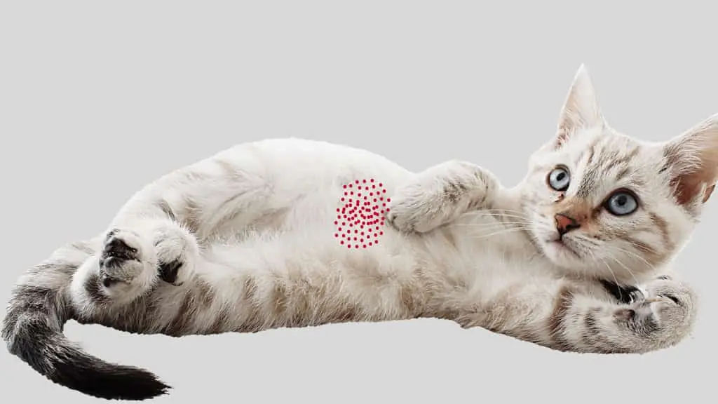 hot spots on cat