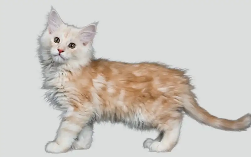 Hyperthyroidism in Cats