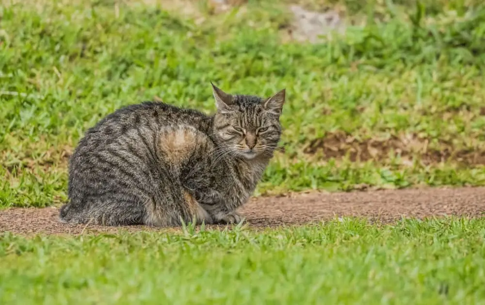 Stray cat