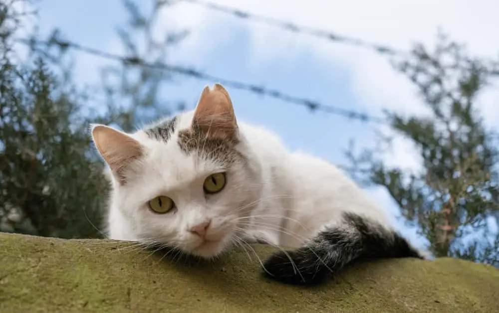 Stray cat on the wall