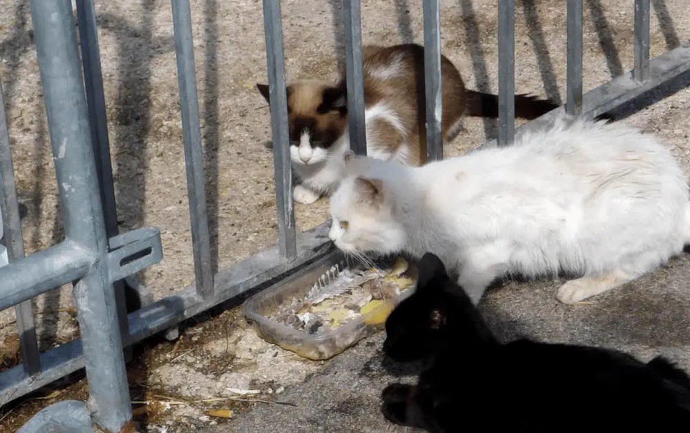stray cats eating