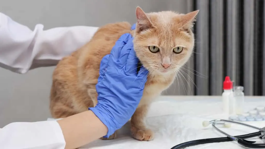 sick cat