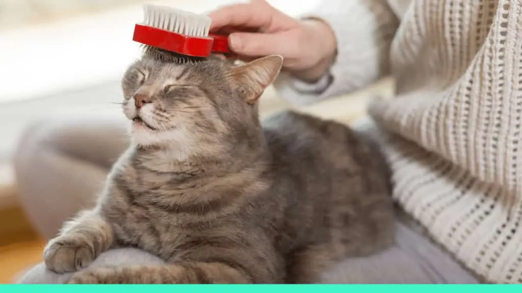 grooming cat