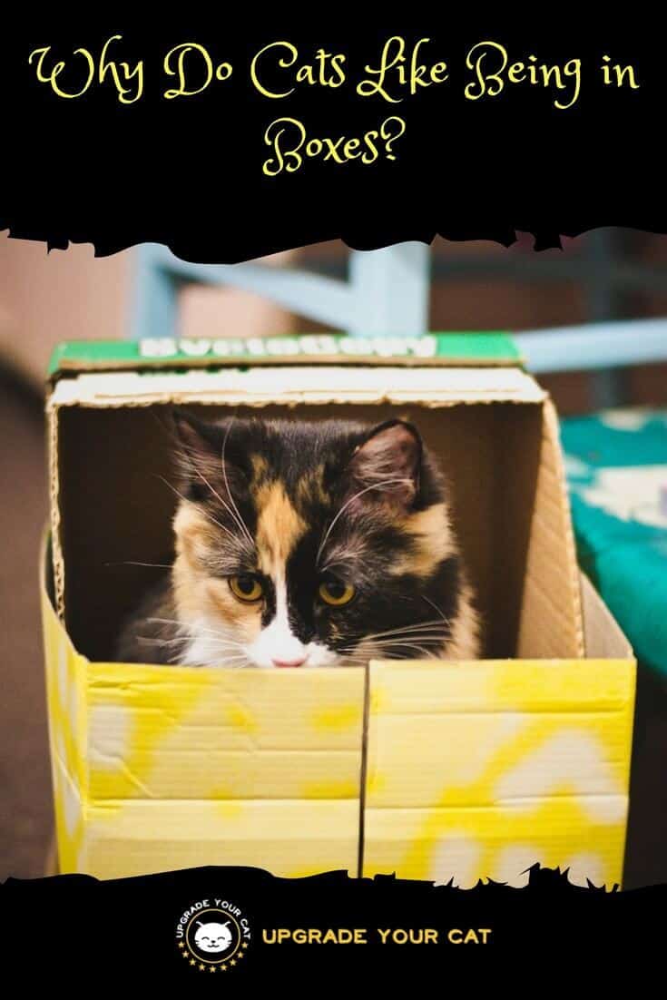 Why Do Cats Like Being in Boxes
