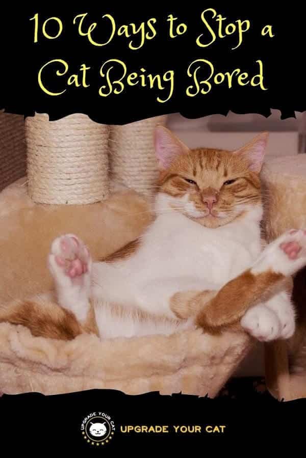 10 Ways to Stop a Cat Being Bored