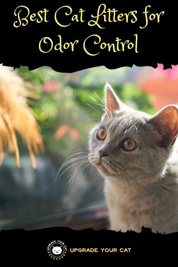 Best Cat Litter for Odor Control