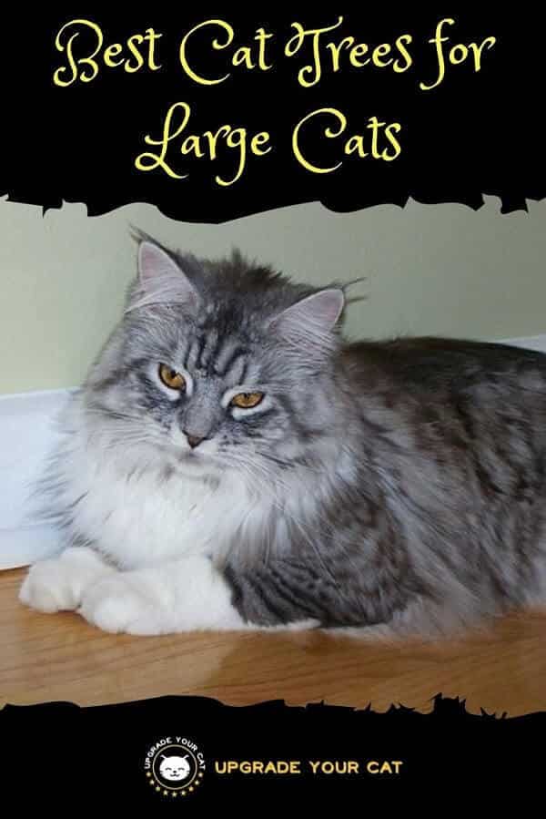 Best Cat Trees for Large Cats