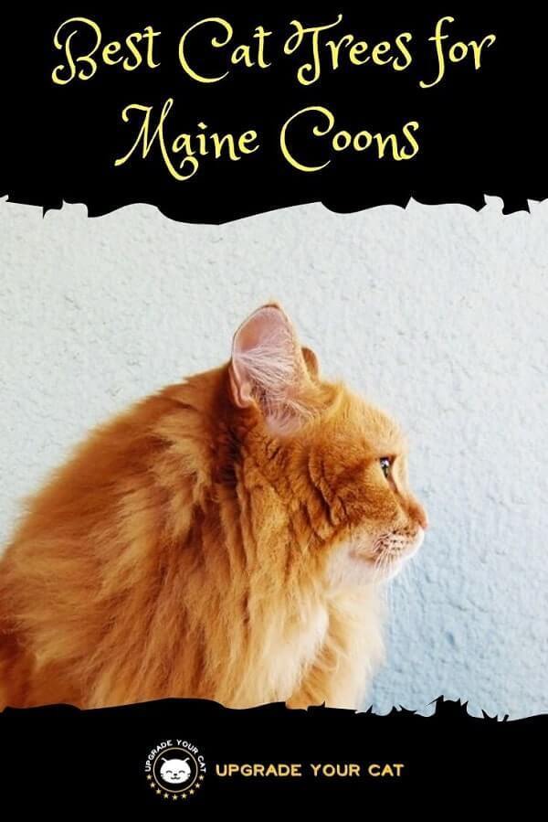 Best Cat Trees for Maine Coons