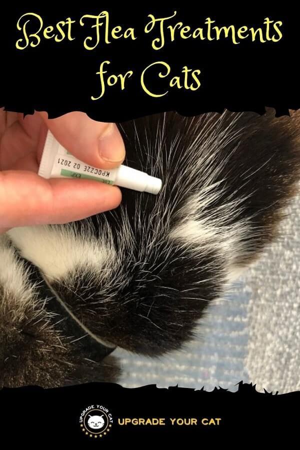 Best Flea Treatments for Cats