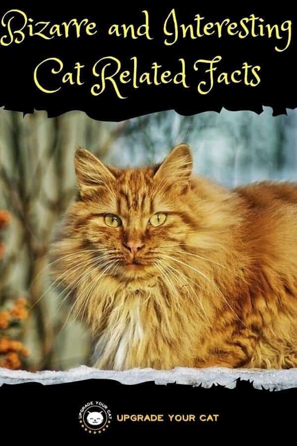 Bizarre and Interesting Cat Related Facts