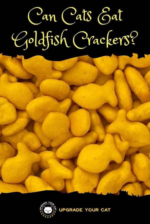 Can Cats Eat Goldfish Crackers