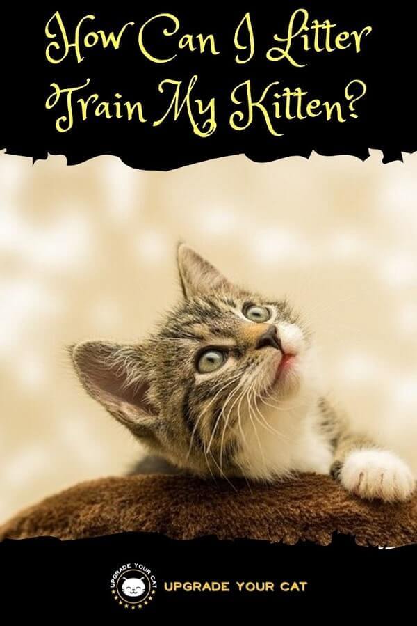 How Can I Litter Train My Kitten