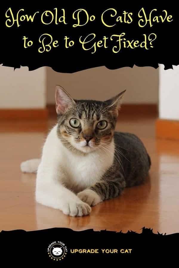 How Old Do Cats Have to Be to Get Fixed