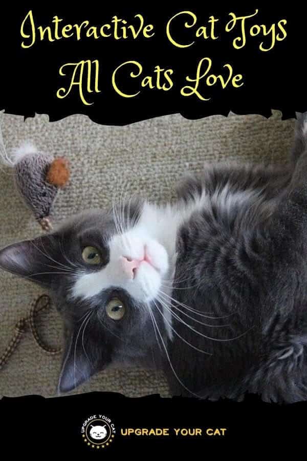 Interactive Cat Toys All Cats Love