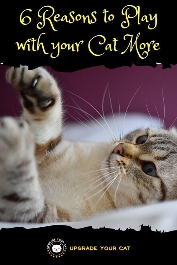 Reasons to Play with your Cat More