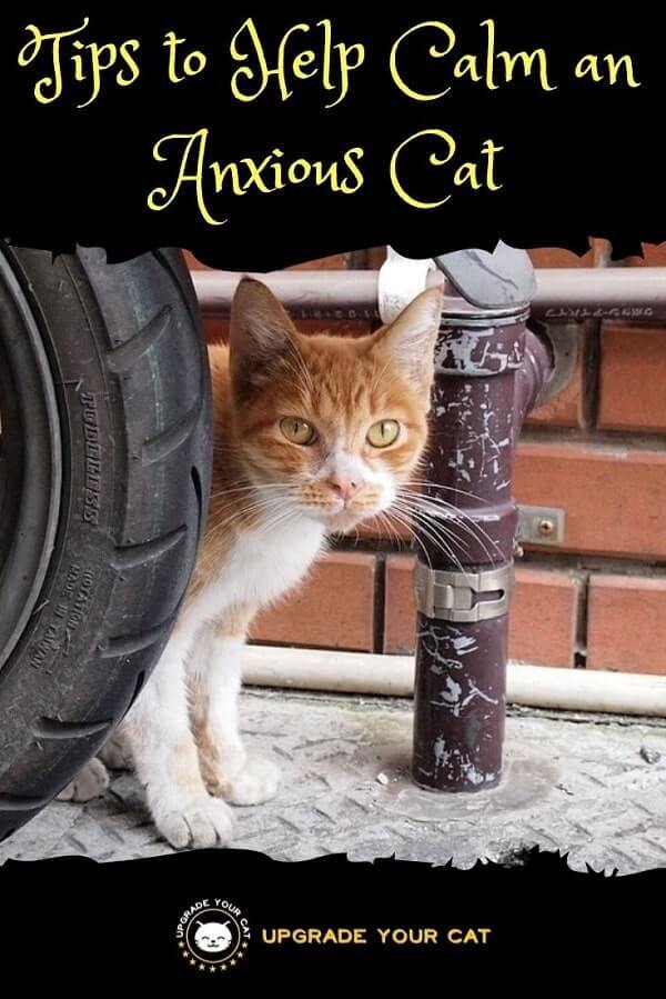 Tips to Help Calm an Anxious Cat