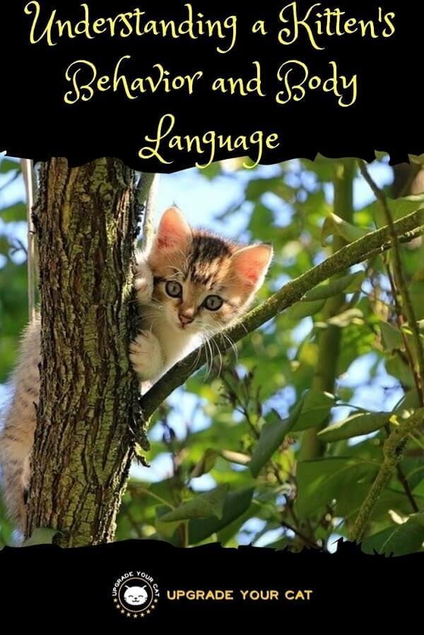 Understanding a Kittens Behaviour and Body Language