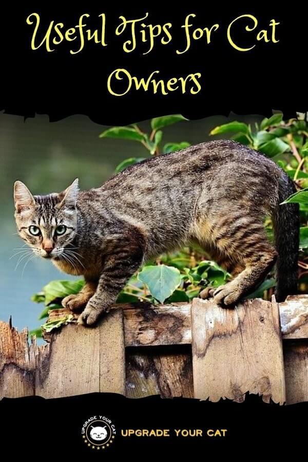 Useful Tips for Cat Owners