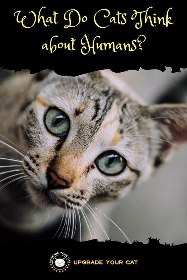 What Do Cats Think about Humans
