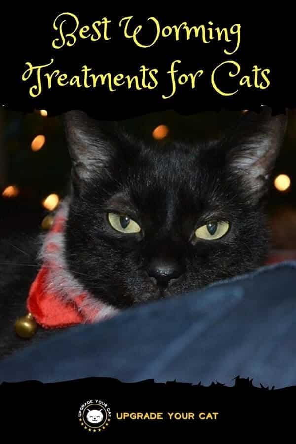 What Is the Best Cat Wormer