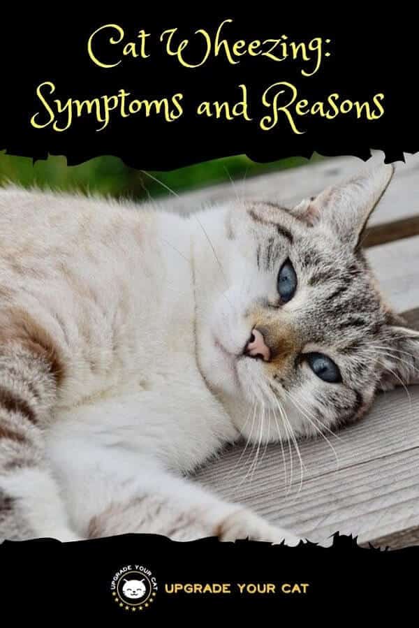 Cat Wheezing Symptoms and Reasons