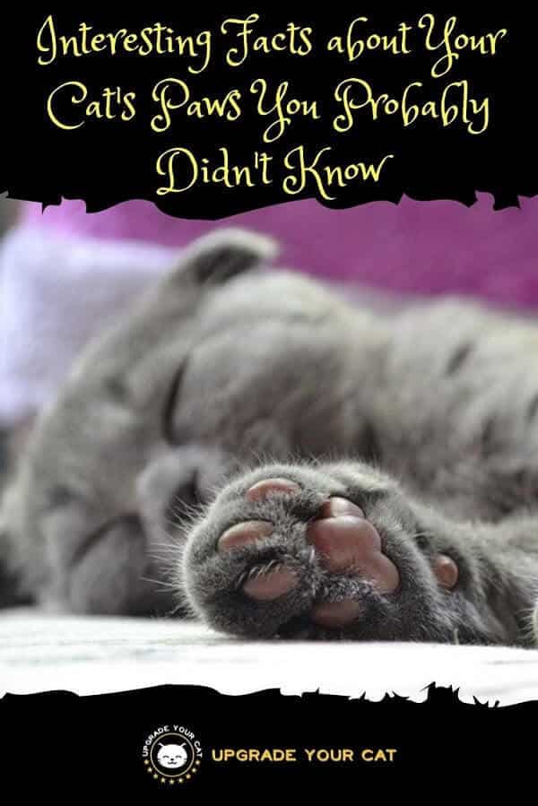 Interesting Facts about Your Cats Paws You Probably Didnt Know