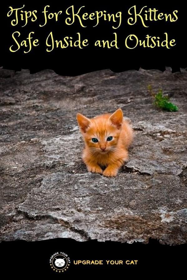 Keeping Kittens Safe Inside and Outside