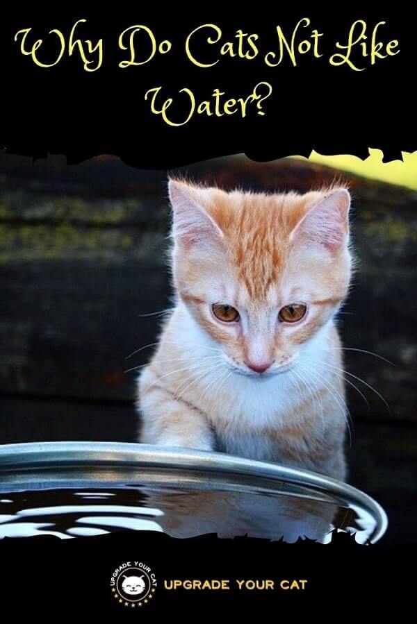 Why Do Cats Not Like Water