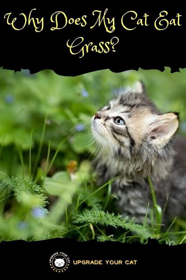 Why Does My Cat Eat Grass
