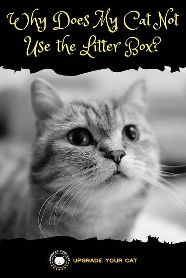 Why Does My Cat Not Use the Litter Box