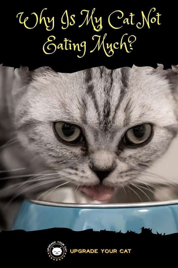 Why Is My Cat Not Eating Much