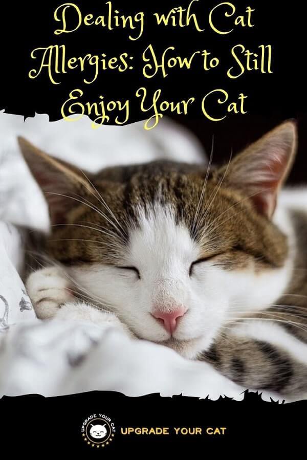 Dealing with Cat Allergies How to Still Enjoy Your Cat