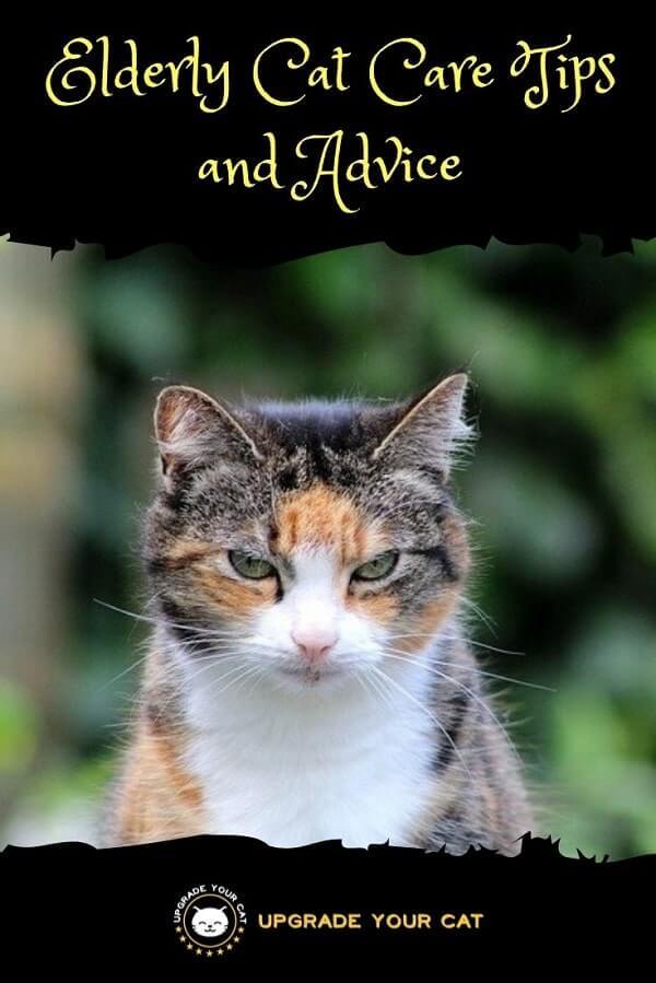 Elderly Cat Care Tips and Advice