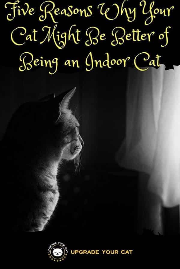 Five Reasons Why Your Cat Might Be Better of Being an Indoor Cat