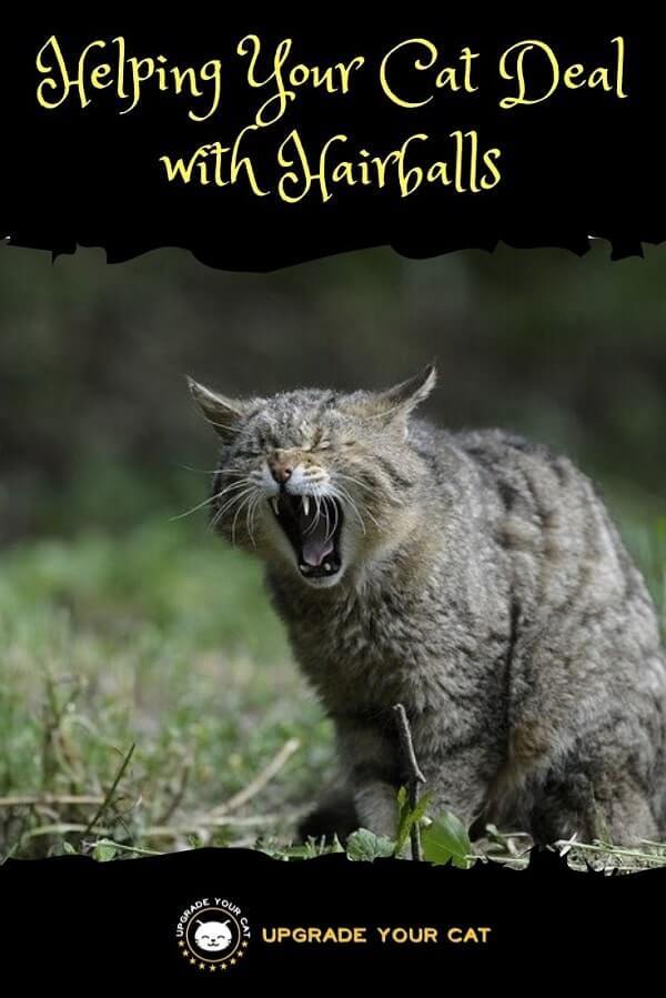 Helping Your Cat Deal with Hairballs