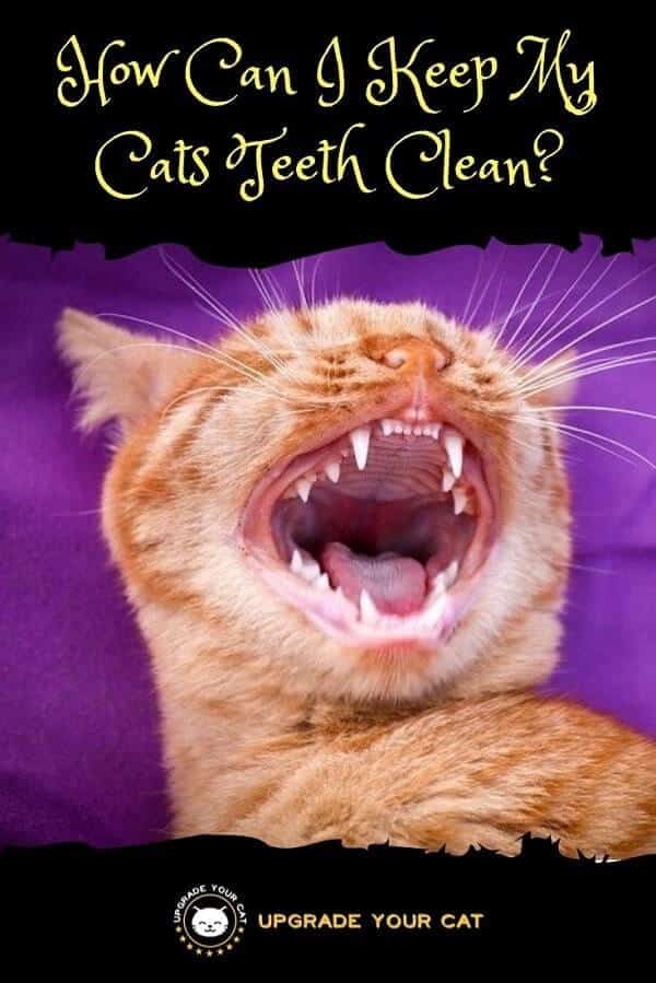 How Can I Keep My Cats Teeth Clean