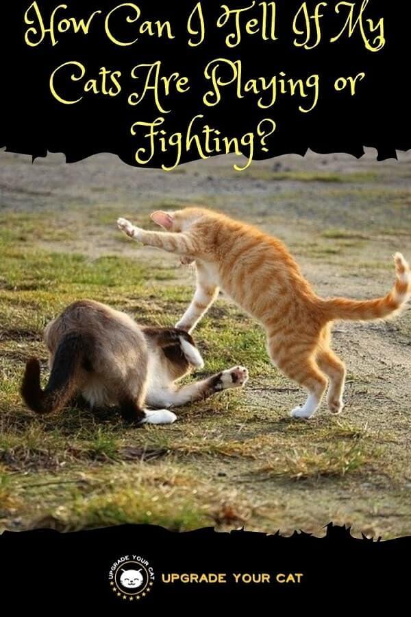 How Can I Tell If My Cats Are Playing or Fighting