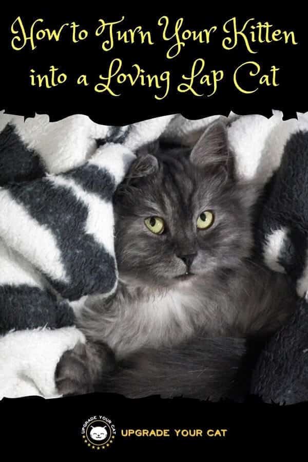 How to Turn Your Kitten into a Loving Lap Cat