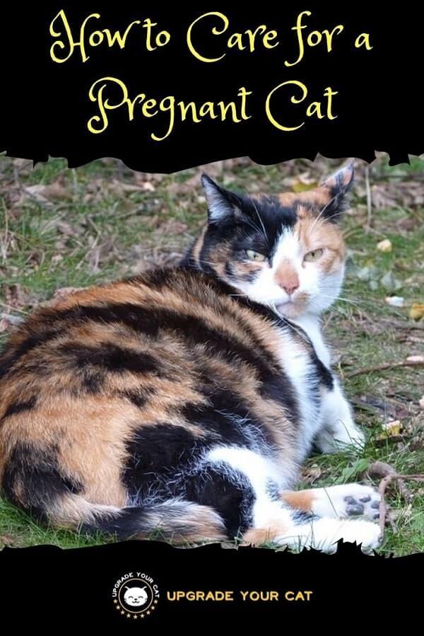How to Care for a Pregnant Cat