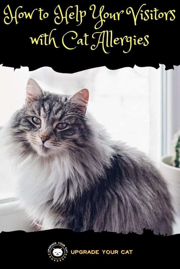 How to Help Your Visitors with Cat Allergies