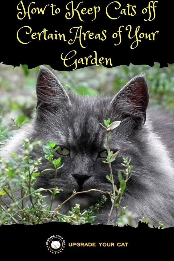How to Keep Cats off Certain Areas of Your Garden