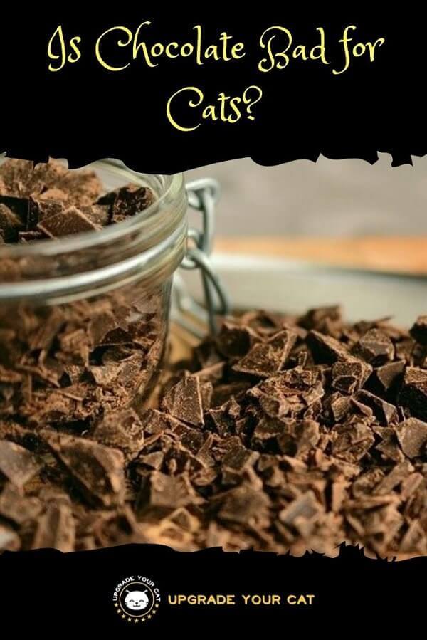 Is Chocolate Bad for Cats