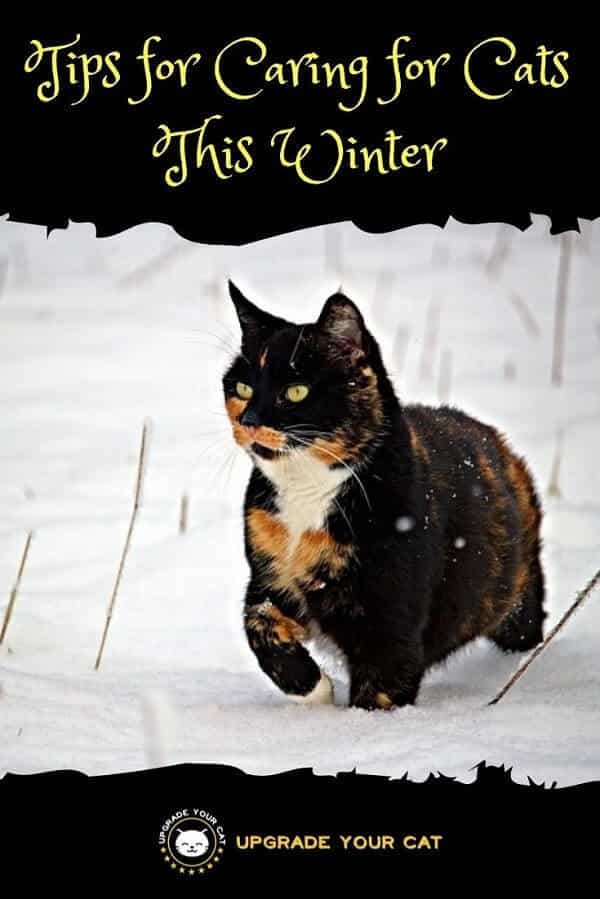 Tips for Caring for Cats This Winter